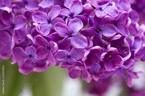 Purple lilac horizontal © gudrun
