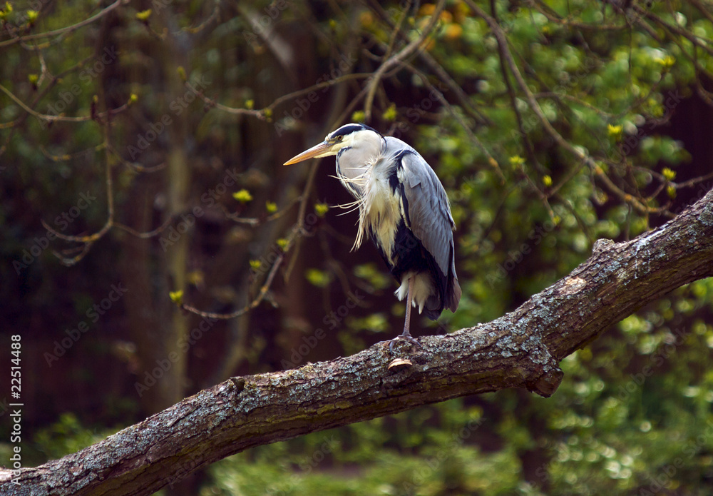 Fototapeta premium Heron