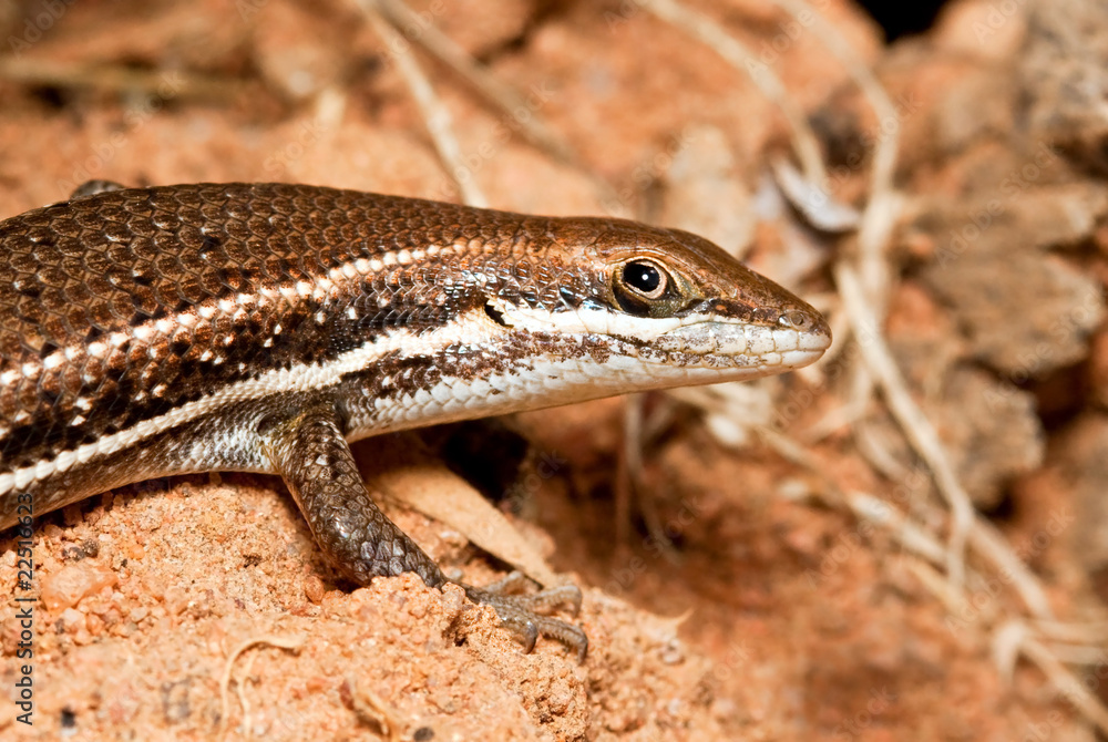 Naklejka premium Closeup of a brown lizzard walking on ground