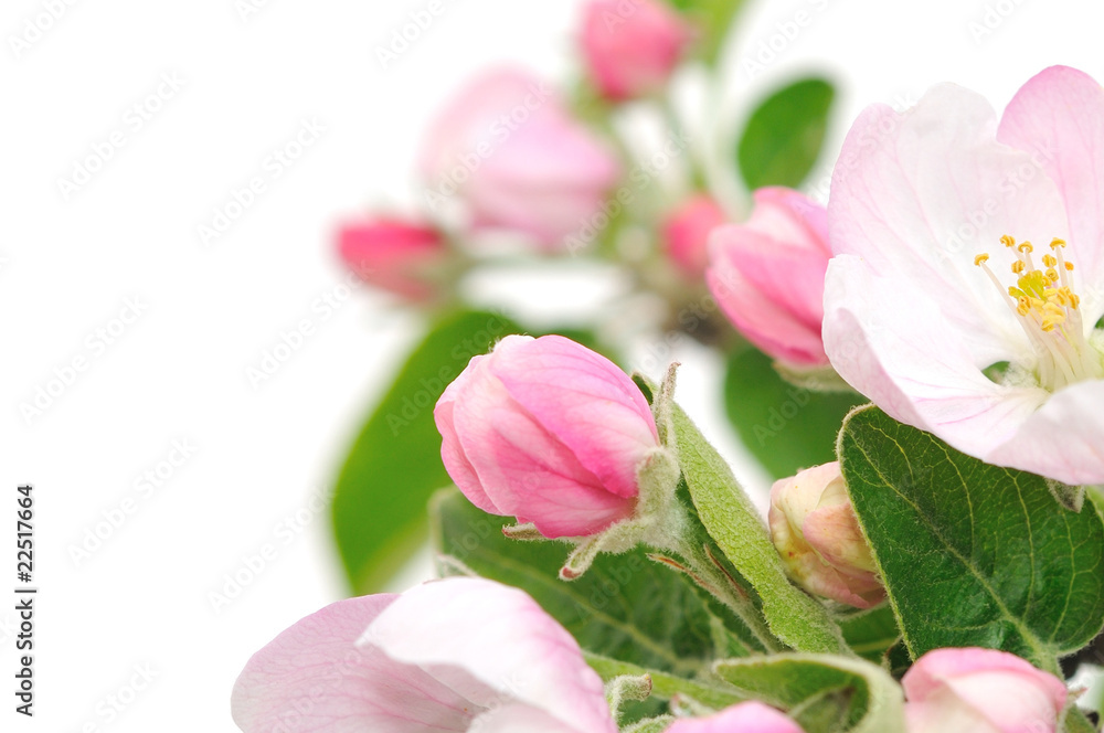 Obraz premium Apple Blossoms.