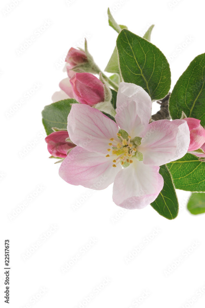 Apple Blossoms. Apple Blossoms.