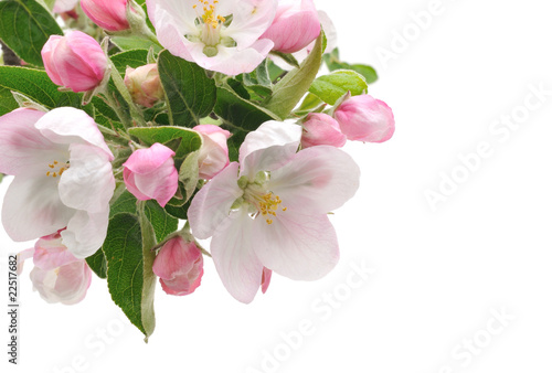Apple Blossoms.