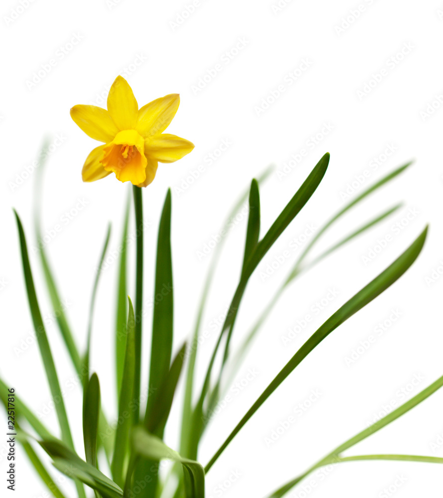 Yellow daffodil isolated on white