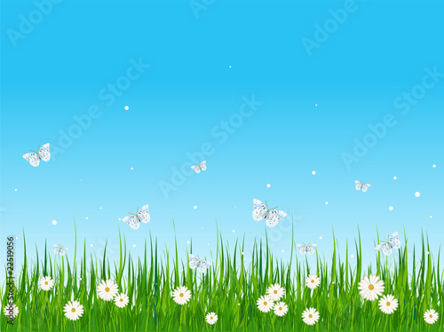 Grassy field and butterflies