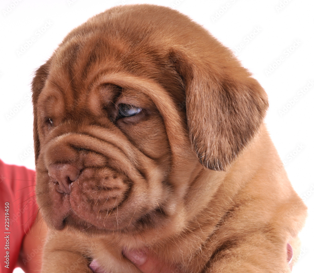 Portrait of Dogue De  Bordeaux puppy