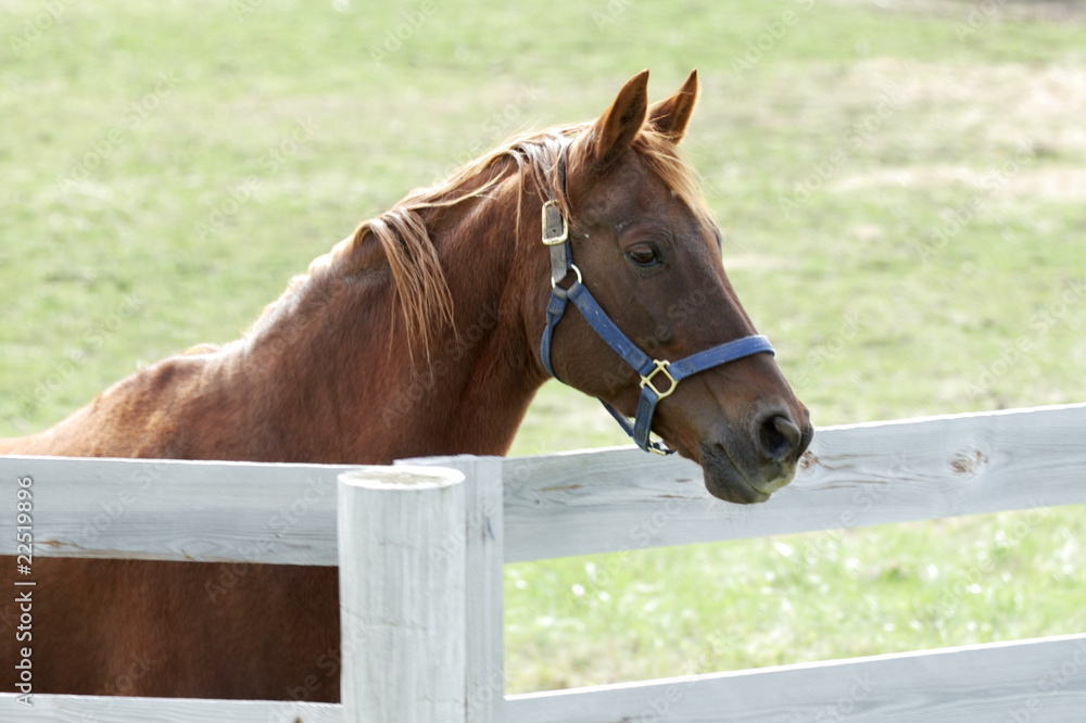 Obraz premium Profile of Horse Over Fence