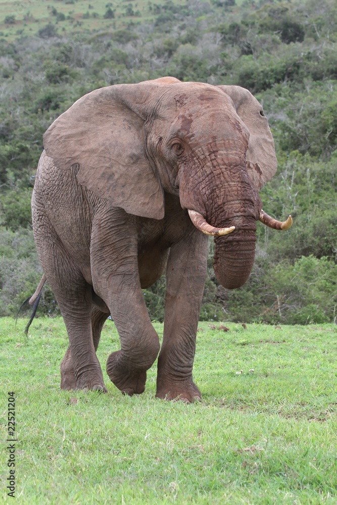 Fototapeta premium African Elephant Bull