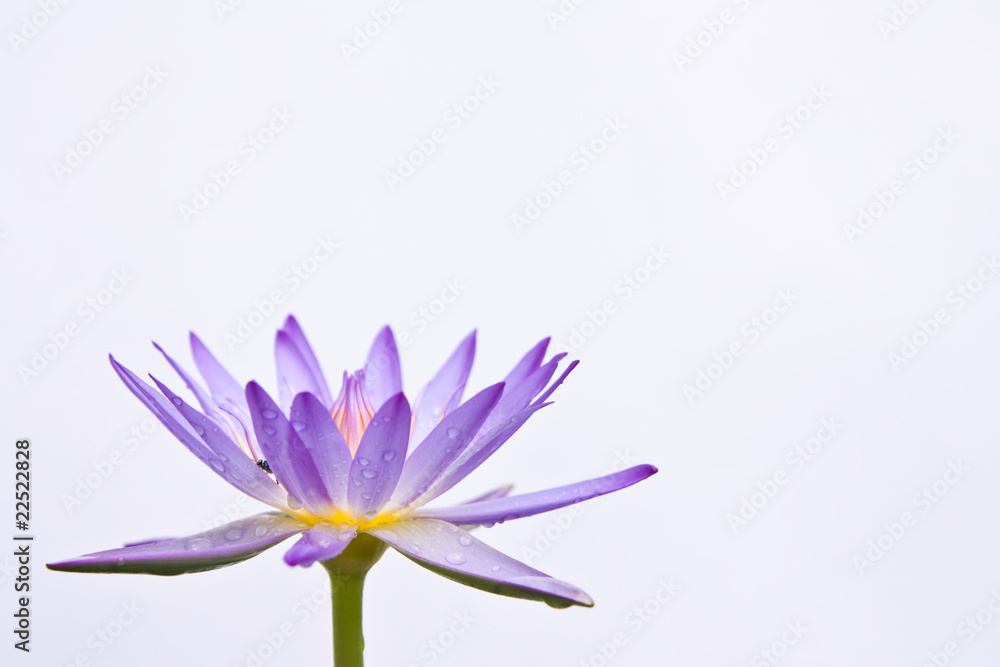 Lotus Lotus