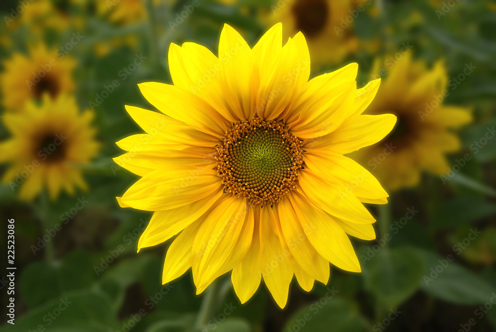 sunflower sunflower