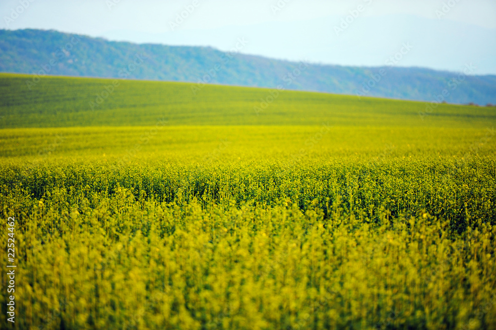 beautiful oil seed landscape with shallow depth of field