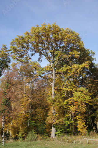 Chêne (Quercus),Compiègne