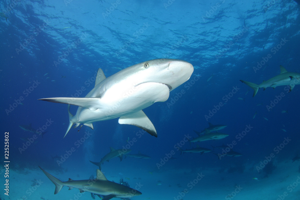 Naklejka premium Gray reef shark