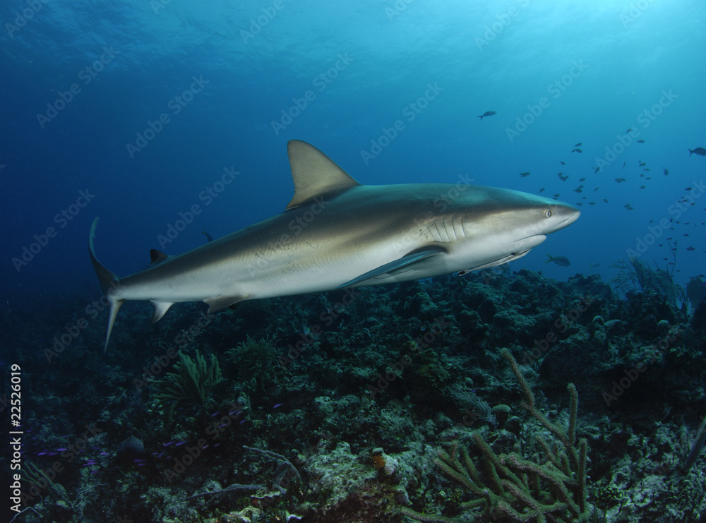 Gray reef shark