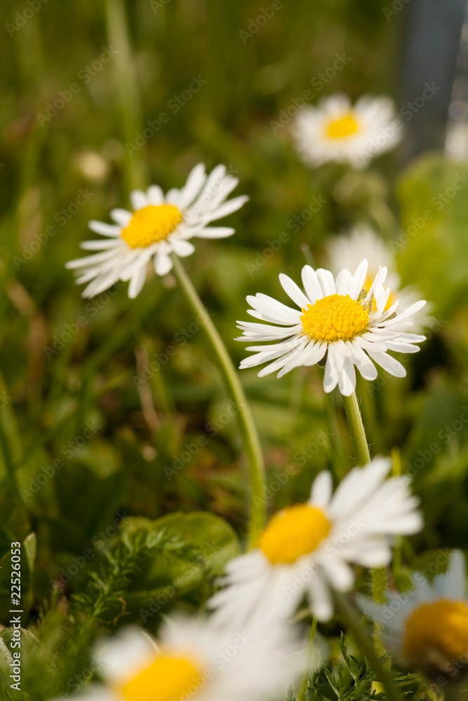 Field flowers Field flowers
