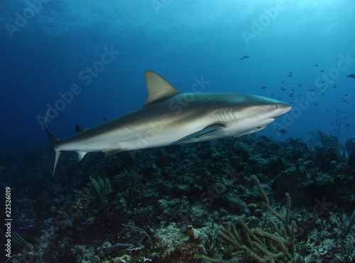 Gray reef shark © JonMilnes