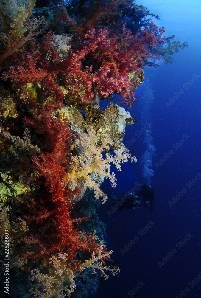 colorful coral with divers in background