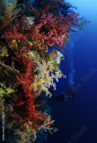 colorful coral with divers in background © JonMilnes