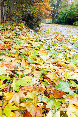 autumn yellow abscissed leafs on park pathway