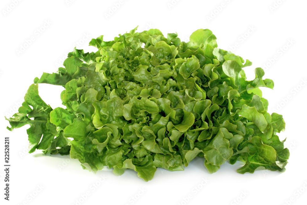 Eichblattsalat Eichblattsalat