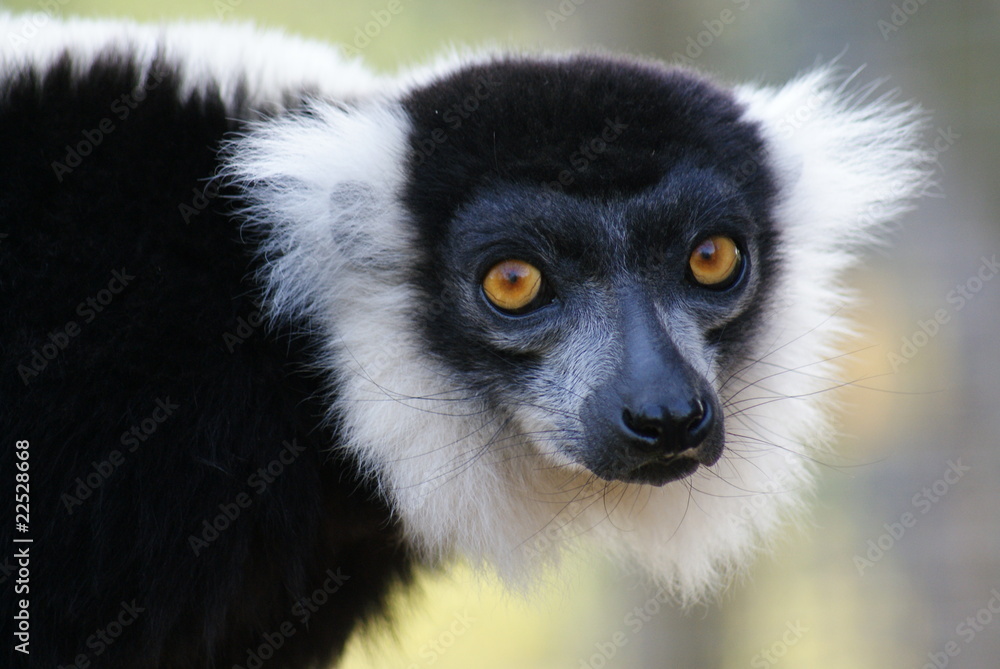 Fototapeta premium Ruffed Lemur