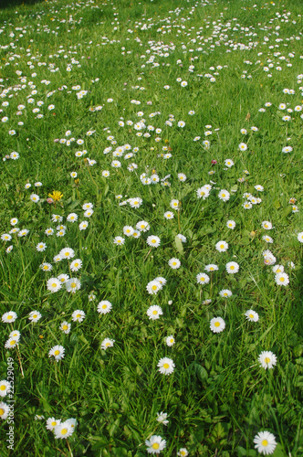 spring daisy flower meadow photo