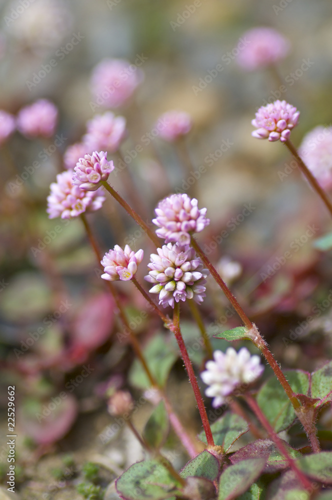 ヒメツルソバの花 ヒメツルソバの花