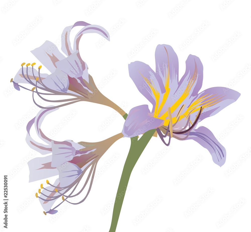 Naklejka premium light lilac lily illustration