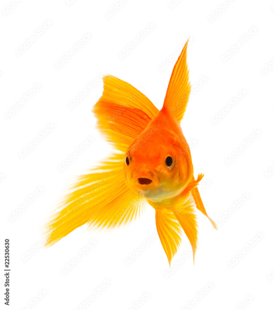 Fototapeta premium Goldfish