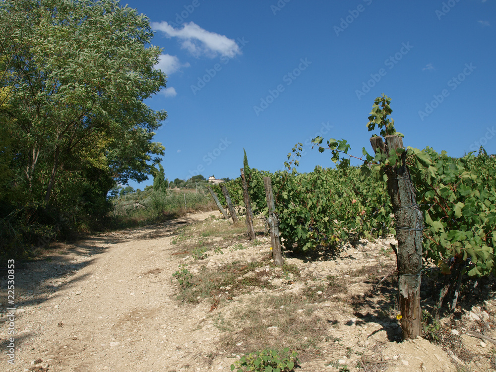 Fototapeta premium Vineyard in Chianti region
