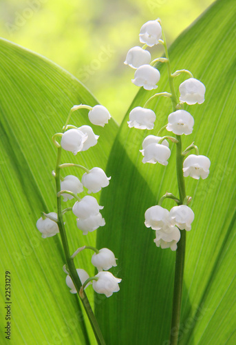 Fototapeta Naklejka Na Ścianę i Meble -  lily of the valley