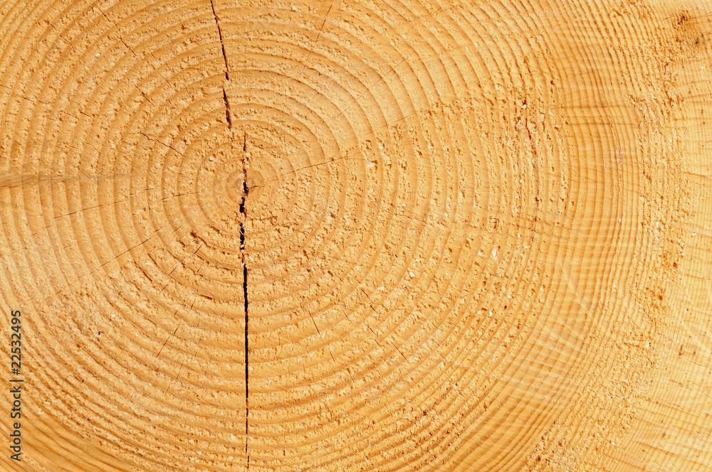 Strukturen eines gefällten baumes Strukturen eines gefällten baumes