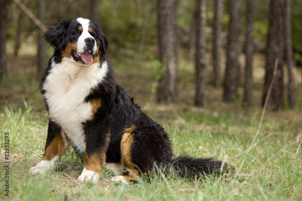 bernese mountain dog