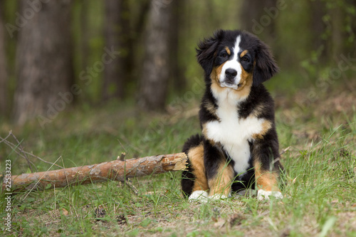 Fototapeta Naklejka Na Ścianę i Meble -  puppy bernese mountain dog