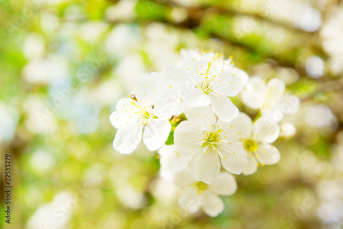 Cherry blossom flowers in spring