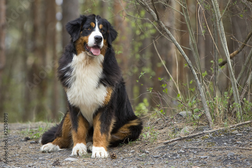 bouvier bernois assis de face dans la forêt