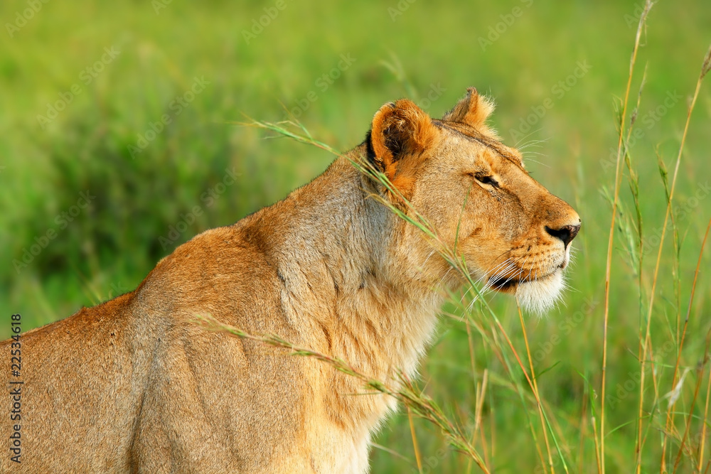 Wild african lioness