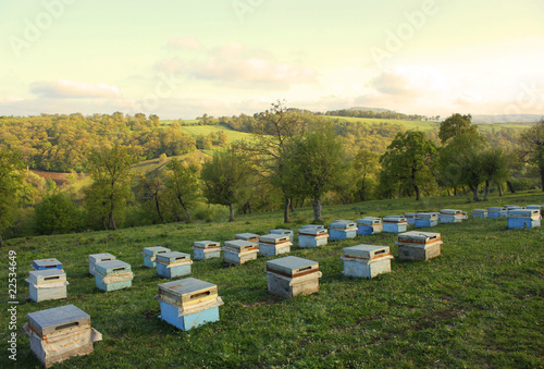 Φωτογραφία Apiculture