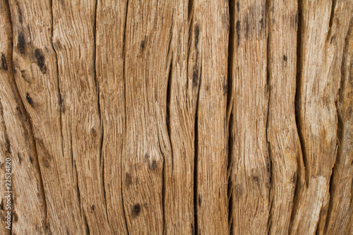 Wallpaper Mural bark Torontodigital.ca