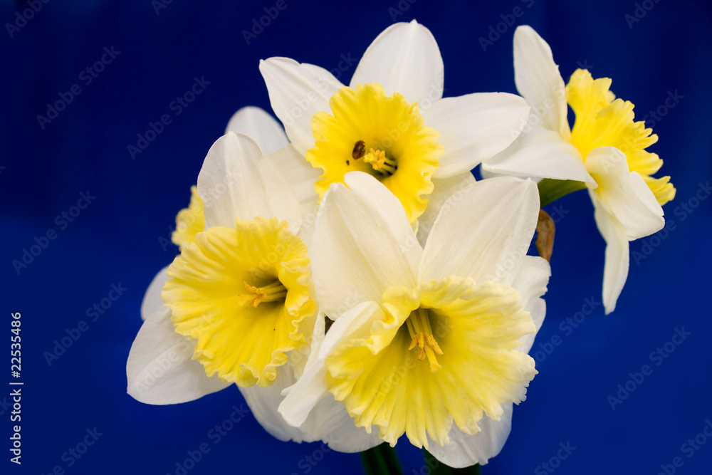 White narcissus White narcissus