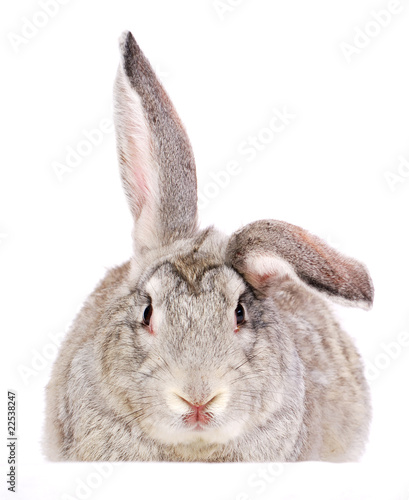 rabbit
