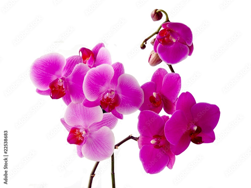 Naklejka premium orchids