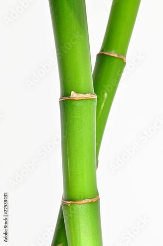 Isolated lucky bamboo stem