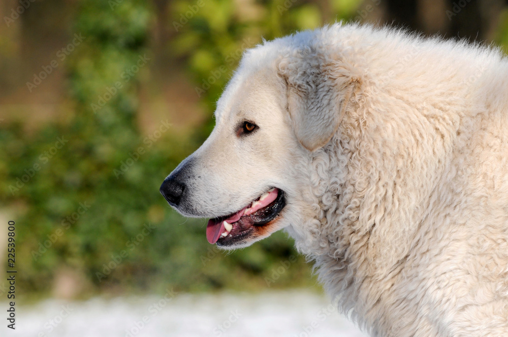 Kuvasz Kuvasz