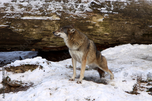 Wölfe im Schnee © Martina Berg
