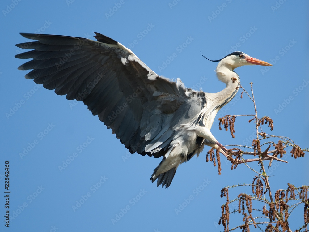 Obraz premium Graureiher - Heron