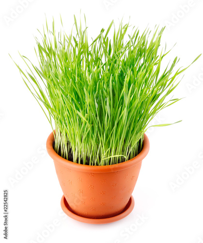 green grass in the pot isolated