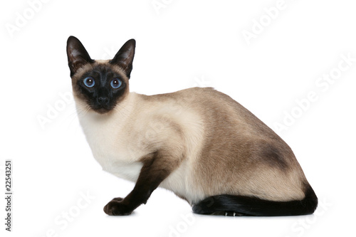 Photo Old style Siamese cat