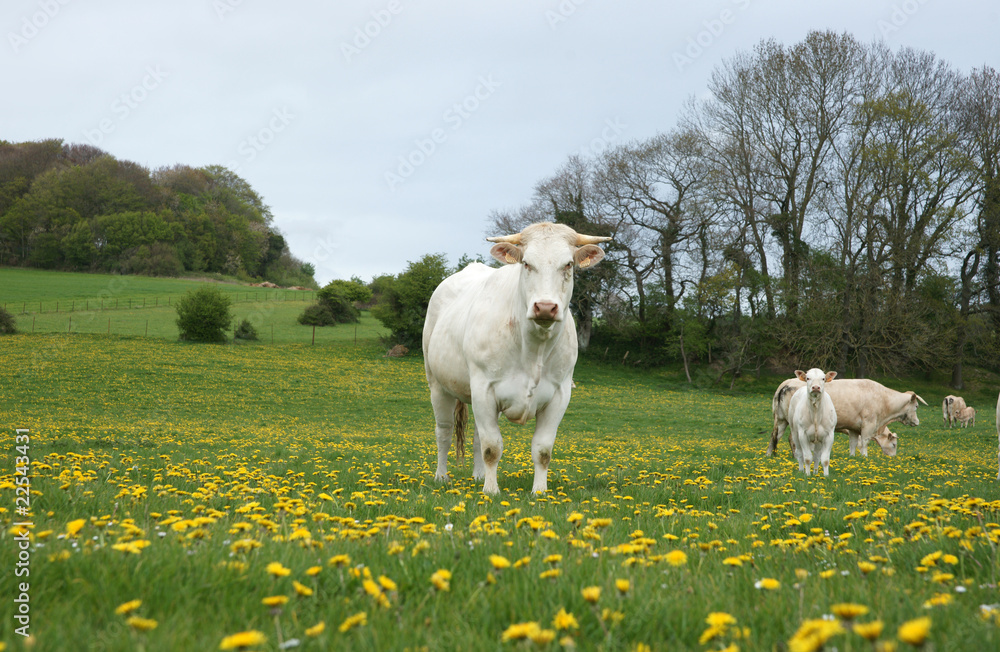Fototapeta premium Animal ferme vache 15