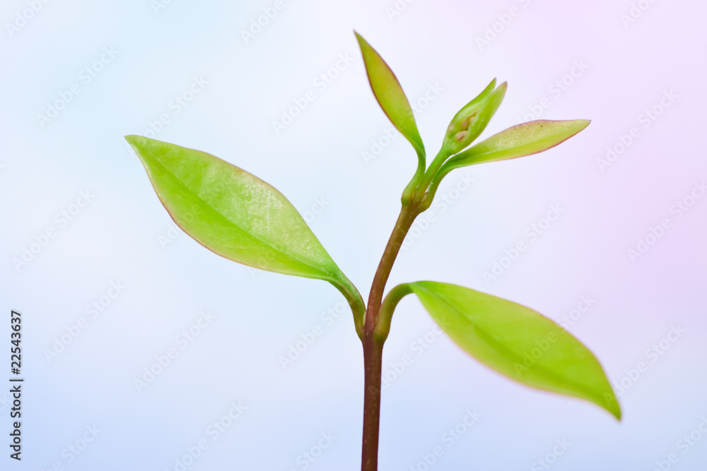 Obraz premium Fresh plant branch