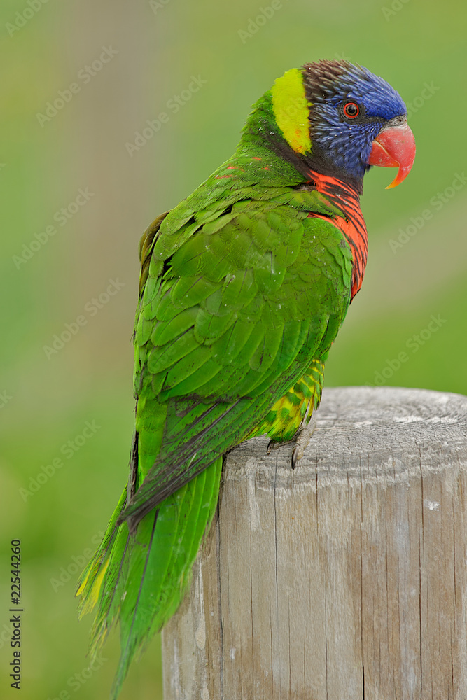 Naklejka premium Austrailian rainbow lorikeet perched on a wooden pillar.